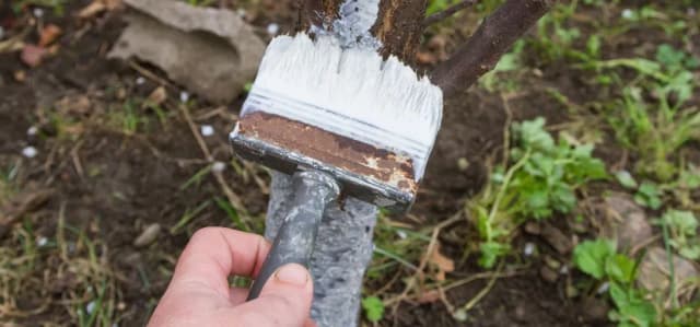 Jak wysoko malować drzewa wapnem, aby osiągnąć najlepsze efekty? Jak wysoko malować drzewa wapnem, aby osiągnąć najlepsze efekty?